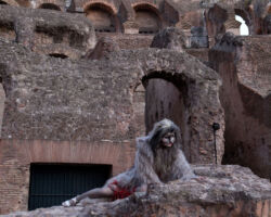 la presentazione al Colosseo
<br> foto di Manuel Cosè Rossi